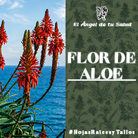 La Flor de Aloe Vera comparte también con el resto de la planta sus propiedades inmunológicas, constituyendo por ello un excelente aliado para reforzar nuestras defensas.