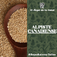 Es adelgazante, ya que, metaboliza mejor los lípidos y el colesterol del cuerpo, con la propiedad diurética, obtenemos un adecuado 