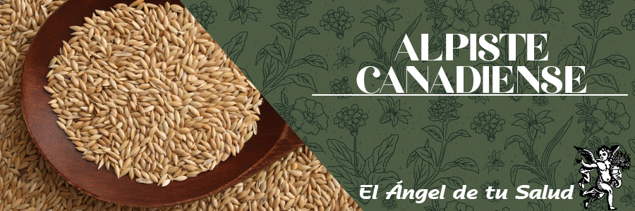 Es una planta utilizada para el tratamiento en hipercolesterolemia y prevención de la aterosclerosis, lo cual puede deberse a una posible presencia de esteroles.