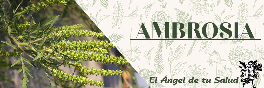 Esta planta está especialmente indicada en casos de anorexia, digestiones lentas y pesadas