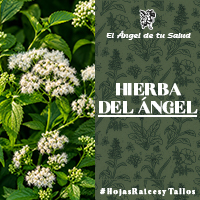La Hierba del Ángel se emplea para dolor de estomago, hemorragias, trastornos hepáticos, trastornos renales, heridas, golpes y para promover el aumento de peso en personas con problemas de absorción de nutrientes.