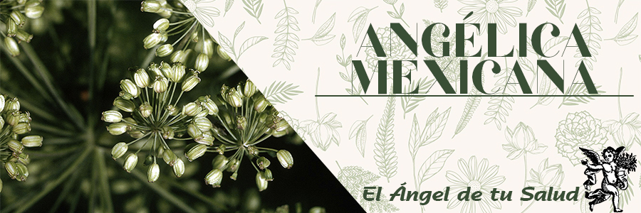 Se emplea para la mala circulación sanguínea, dolor de piernas y varices.