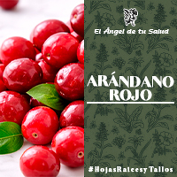 Probablemente el uso medicinal más extendido del Arándano haya sido el tratamiento de infecciones del tracto urinario. 