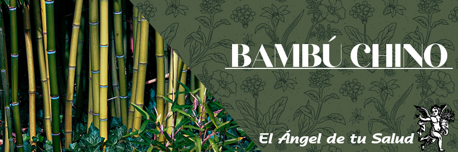 El bambú Chino tiene también un efecto remineralizante, ya que protege de la osteoporosis que fragiliza los huesos durante el período de la menopausia.
