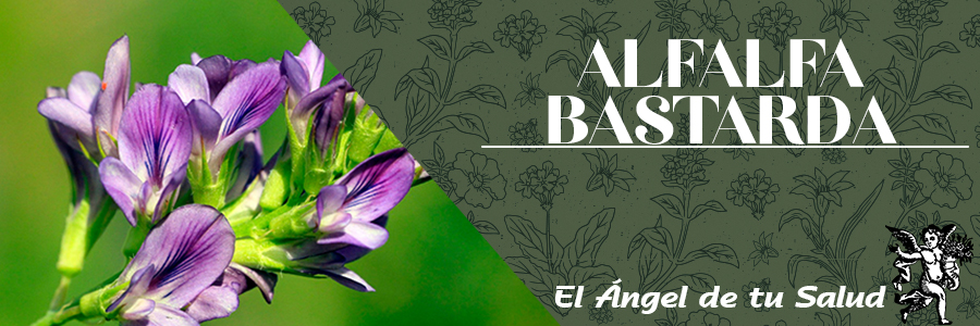 Se utiliza en hemorragias nasales, gástricas y uterinas. Recordemos que cualquier sangrado anormal debe ser objeto de consulta médica. 