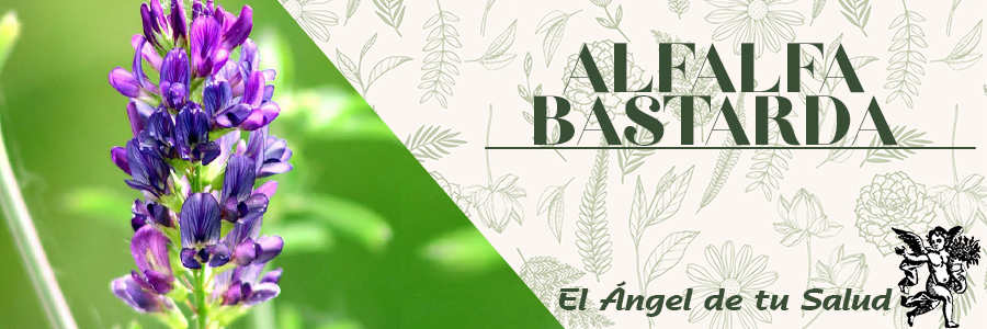 El consumo regular de alfalfa puede reducir la presión arterial y las hormonas del balance.