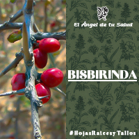 Se utiliza para la falta de apetito, fiebre, amibiasis y como descongestionante, mostrando diversas propiedades como antiinflamatorio, antioxidante y anticancerígeno.