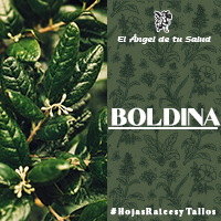La Boldina es una planta que regula las funciones biliares y hepáticas en general y combate los cálculos de la vesícula. 