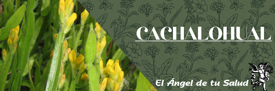 También es usada en muchos países como un remedio tradicional para la malaria. 