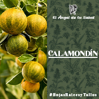 El Calamondín se toma por vía oral como un recurso para el resfriado, para la tos y como antiflogístico, se toma ligeramente diluido y tomado caliente, sirve como laxante.