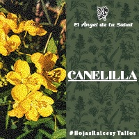 Tanto las flores como la planta en sí crecen en forma axilar y en racimos sublimados, es decir, suelen presentar cierta curvatura a medida que la planta va creciendo. Es una planta que da frutos a alargadas vainitas en las que se encuentran almacenadas las semillas.