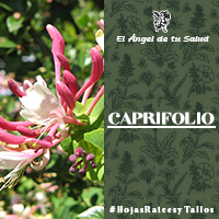 Las hojas y las flores del Caprifolio tienen fama de ser buenos estimulantes generales, laxantes suaves, diuréticos, sudoríficos, descongestionantes de las mucosas, expectorantes, antiasmáticos y antirreumáticos.