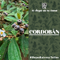  Con infusión de corteza tibia es un lavaojos.