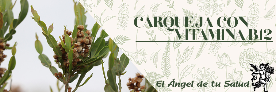 Su efectiva acción depurativa hace que el cuerpo se deshaga de acumulaciones de grasa que provocan sobrepeso. También contribuye en regular el sistema nervioso a disminuir la depresión y el estrés.