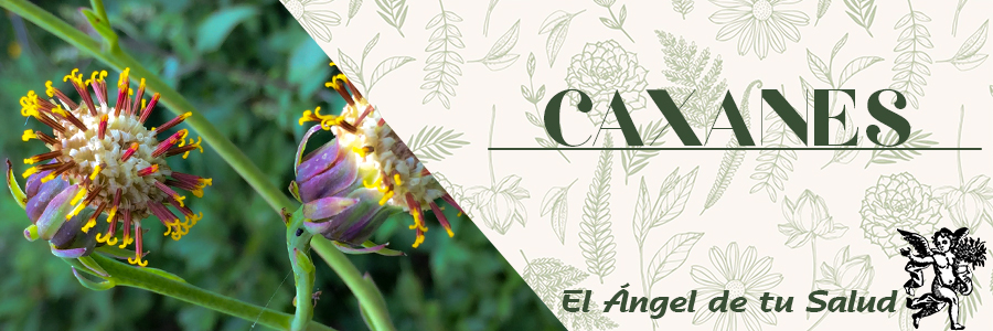 Los Caxanes son la única especie con un uso muy específico, ya que el rizoma es empleado para enfermedades del aparato reproductivo de la mujer, se prepara en infusión y se administra oralmente.