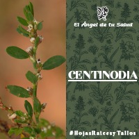 La centinodia era utilizada por los indios americanos para el tratamiento del reumatismo, asma, fiebres y verrugas.