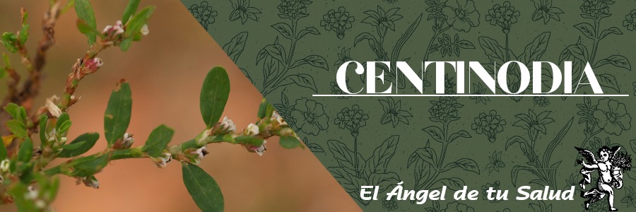 En uso externo: Cataplasmas de hojas aplastadas para detener la sangre y acelerar la curación de las heridas.