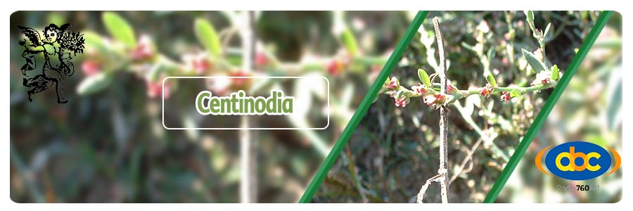 centonodia, planta medicinal, tema de radio con rodrigo mondragón