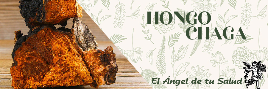 El Hongo Chaga está considerado un excelente alimento adaptógeno, además ayuda a superar situaciones de aumento de estrés y tratamientos médicos agresivos.