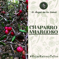 El Chaparro Amargoso se ha encontrado útil para los parásitos intestinales y para algunas infecciones; también es útil para mejorar el apetito, útil en disenterías y diarreas crónicas, con heces mucosanguinolentas, poco o mucho dolor, anorexia etc...