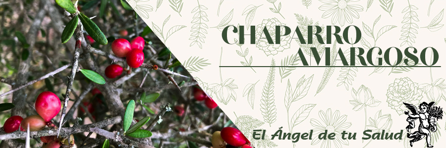 Descongestiona el hígado y aumenta la fluidez de la bilis, el Chaparro Amargoso es de las plantas más utilizadas como anti-diarreico, amebicida y contra parásitos intestinales. 