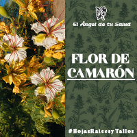 La infusión de unas cuantas flores y hojas, tomada varias veces al día, se emplea en casos de afecciones respiratorias como tos, bronquitis, resfriados y garganta inflamada, para lo que también se puede usar el líquido en forma de gargarismos.