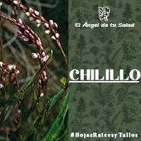 Uso medicinal del Chilillo se ponen unas gotitas del jugo (savia) de esta planta dentro del oído, para destaparlo cuando se siente sordera por la presión. 