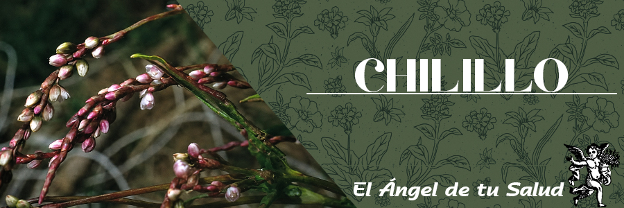 Las plantas de CHILILLO son consideradas endémicas, lo cual es muy importante por que su área de distribución es restringida y muchas veces con la mínima alteración de su hábitat llegan a desaparecer. 