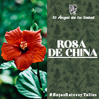 Las principales propiedades de la Rosa China son astringentes y mucilaginosas y también se emplea en infusiones y tes, para combatir oftalmias y otras inflamaciones oculares.