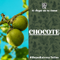 Se recomienda masticar el Chocote para curar el dolor de muelas y la tos. También se refiere útil para bajar la fiebre y contra la lepra, ya que se le atribuyen propiedades afrodisíacas y astringentes.