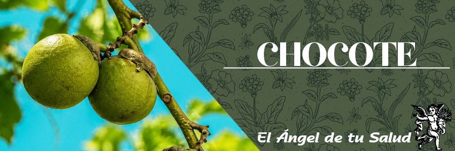 El Chocote se usa comúnmente para resolver trastornos del aparato digestivo, tales como diarrea rebelde y disentería, aunque también se refiere útil para bajar la fiebre y contra la lepra. 