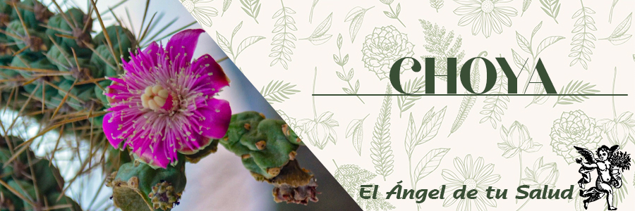 La Cholla tiene una acción astringente, espasmolítico y diurética y los frutos son astringentes, vitamínicos y antidiarreicos.