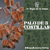 El Palo de 3 Costillas es muy usada para tratar problemas renales como inflamaciones, infecciones, dolor, cálculos y problemas de la orina.