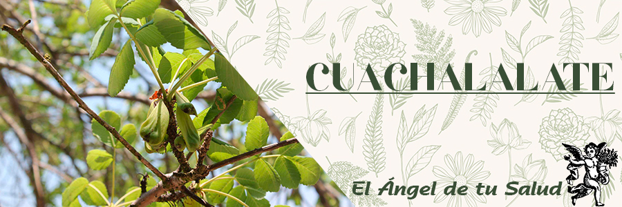 Se usa para aliviar afecciones respiratorias, tos, inflamación de las anginas, resfriados, tuberculosis y enfermedades pulmonares.