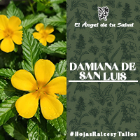 La Damiana de San Luis también ha sido utilizado tradicionalmente para mejorar la digestión y para tratar el estreñimiento, ya que en dosis mayores se cree que tienen un efecto laxante suave.