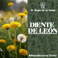 El suplemento alimenticio a base Diente de León puede favorecer el mantenimiento de un flujo adecuado de bilis, al tiempo que estimula el funcionamiento del hígado y ayuda a la digestión.