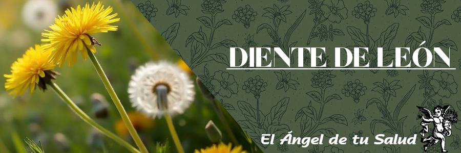 El diente de león es una planta rica en calcio y el calcio es un mineral básico en el desarrollo y fortalecimiento de los huesos.