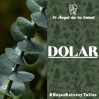 El Dolar se usa para tratar afecciones respiratorias, bronquitis, gripes, faringitis, sinusitis, asma, además de que actúa contra los parásitos intestinales.