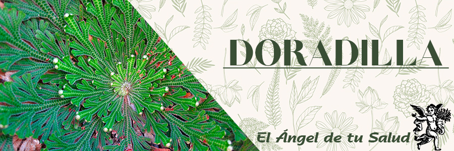 La doradilla ayuda también a bajar el contenido de colesterol en la sangre cuando está alto, además de curar las condiciones ateroescleróticas.