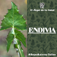 La Endivia tiene una acción antibiótica que se aprovecha tanto para infecciones del estómago como infecciones en la piel, efectiva en casos de heridas purulentas.