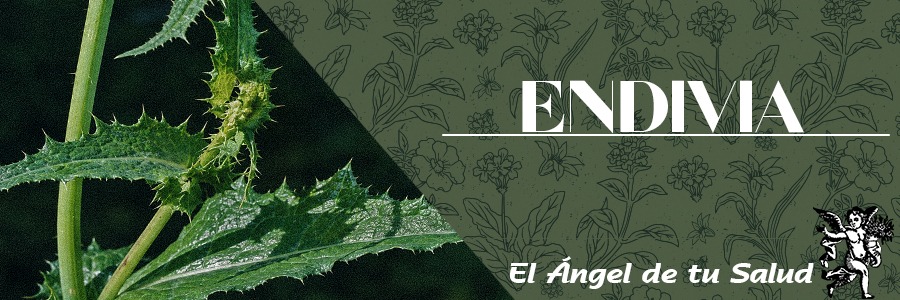 Planta anual que mide 1m de altura, el tallo presenta espinas. Sus hojas son de color verde pálido, se encuentran en la base del tallo y miden de 15 a 25cm de largo, los bordes se ven irregulares. 