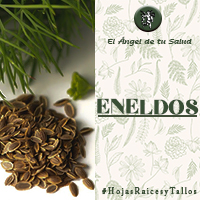 El Eneldo esta hierba actúa como antiespasmódico, ayudando a eliminar espasmos digestivos, al igual que  ayuda a combatir el estreñimiento y su acción bactericida favorece la flora intestinal.