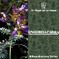 Se usa para los problemas de la espalda y de las rodillas, para el dolor de las articulaciones, para la fatiga física y mental, para la pérdida de memoria y la bronquitis.