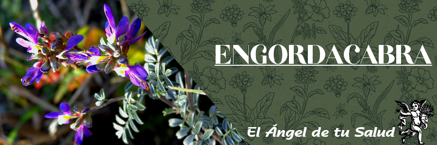 En Guanajuato, la planta también se administra, por vía oral, contra los parásitos, para tratar las disenterías y enfermedades de los riñones. 