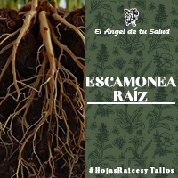 La venta de la planta está prohibida o restringida al público debido a su toxicidad, ya que contiene un líquido gomoso-resinoso obtenido por incisiones de la raíz, llamado escamónia.