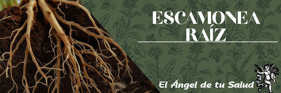 Se pueden utilizar como diurético, purgante, y como vulneraria.