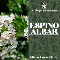 En la actualidad, esta planta no sólo se usa en el mundo de la medicina natural sino también en el culinario. 