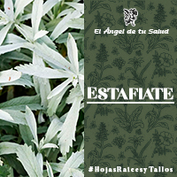 Planta vivaz de porte cespitoso, que posee un tallo anguloso de color rojo.