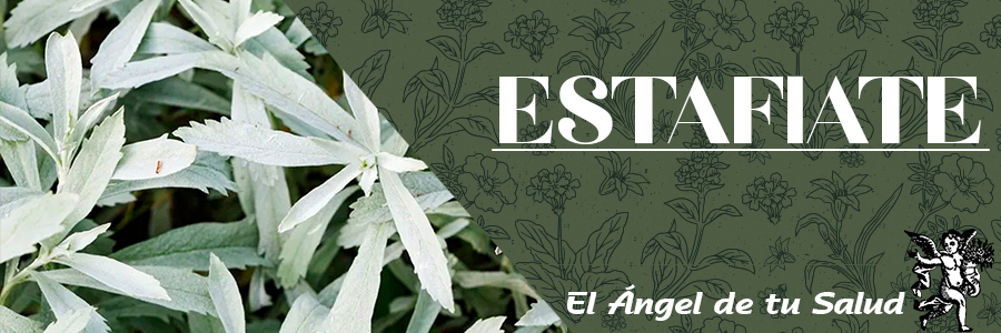 Está considerada como una de las plantas medicinales más antiguas del mundo.