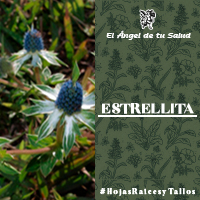 Para los tratamientos se emplea la planta con o sin raíz, hervida y administrada por vía oral.